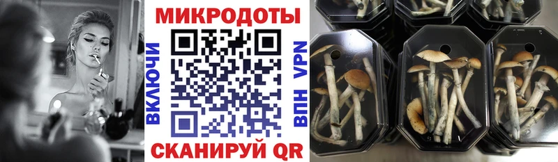 где купить наркотик МЕГА ССЫЛКА Галлюциногенные грибы Psilocybine cubensis Хасавюрт
